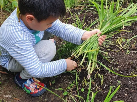 Taipei, Taiwan | One-day Little Farmer Experience | BBQ Kiln & Farming Experience & DIY Rice Snacks | Wild Grass Flower Fruit Organic Farm