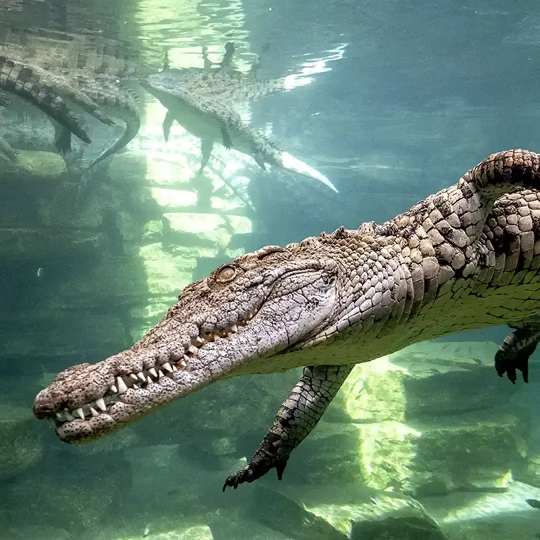 Dubai Crocodile Park Experience | Wildlife Adventure & Crocodile Encounters in Dubai